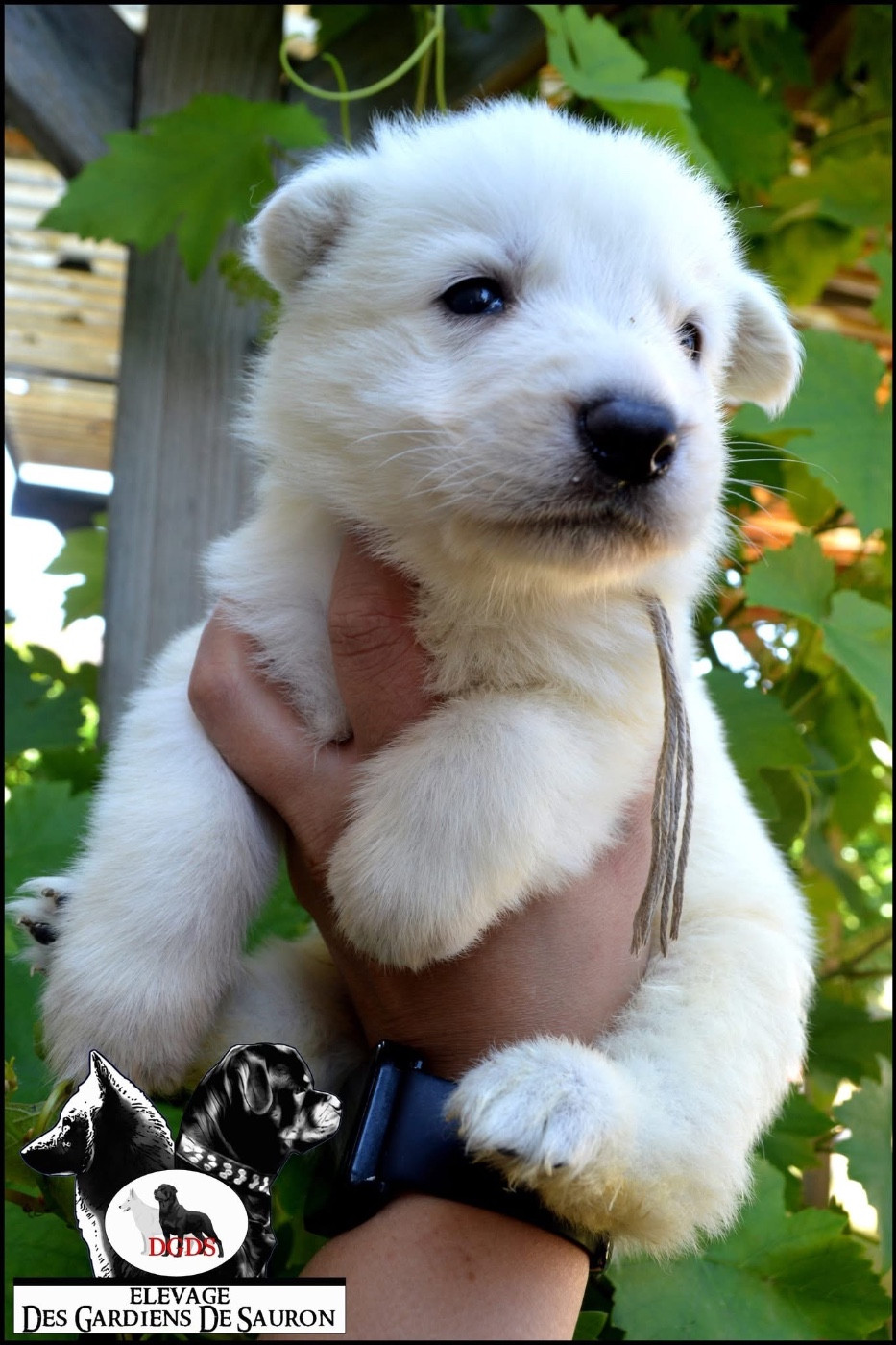 Des Gardiens De Sauron - Chiots disponibles - Berger Blanc Suisse