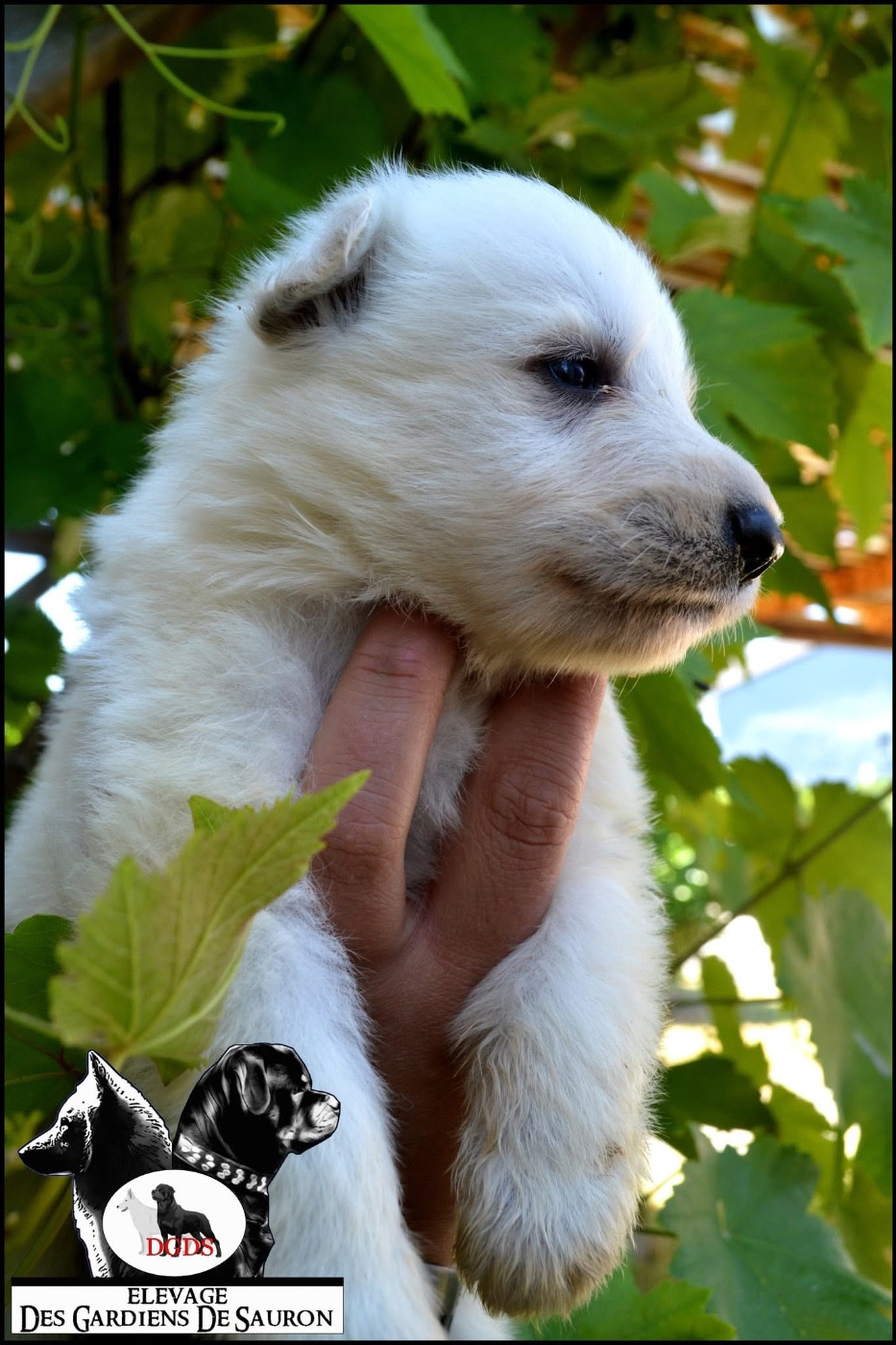 Des Gardiens De Sauron - Chiots disponibles - Berger Blanc Suisse