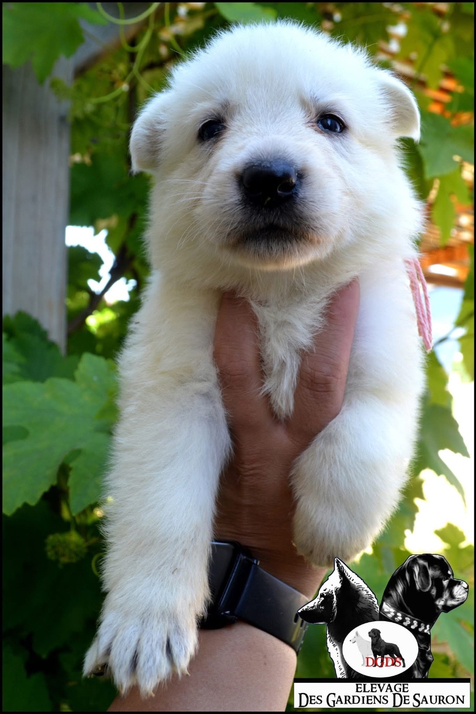 Des Gardiens De Sauron - Chiots disponibles - Berger Blanc Suisse