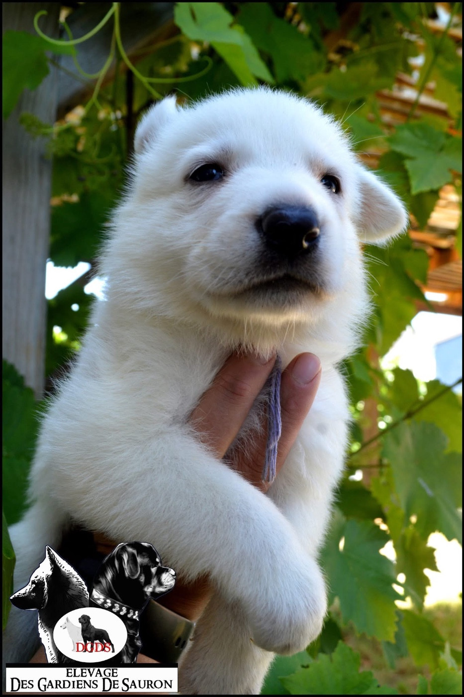 Des Gardiens De Sauron - Chiots disponibles - Berger Blanc Suisse