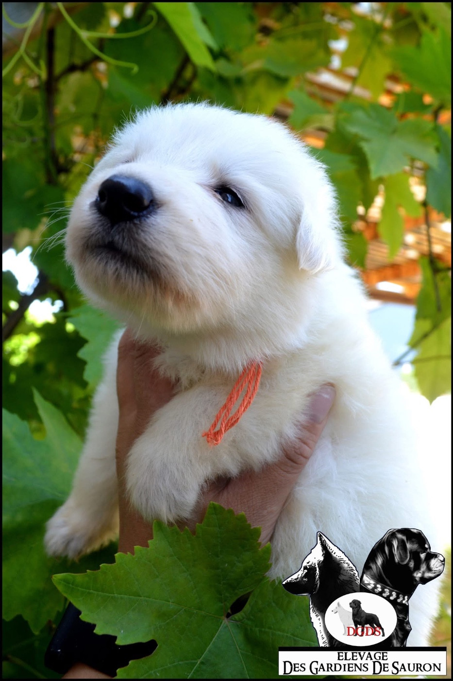 Des Gardiens De Sauron - Chiots disponibles - Berger Blanc Suisse