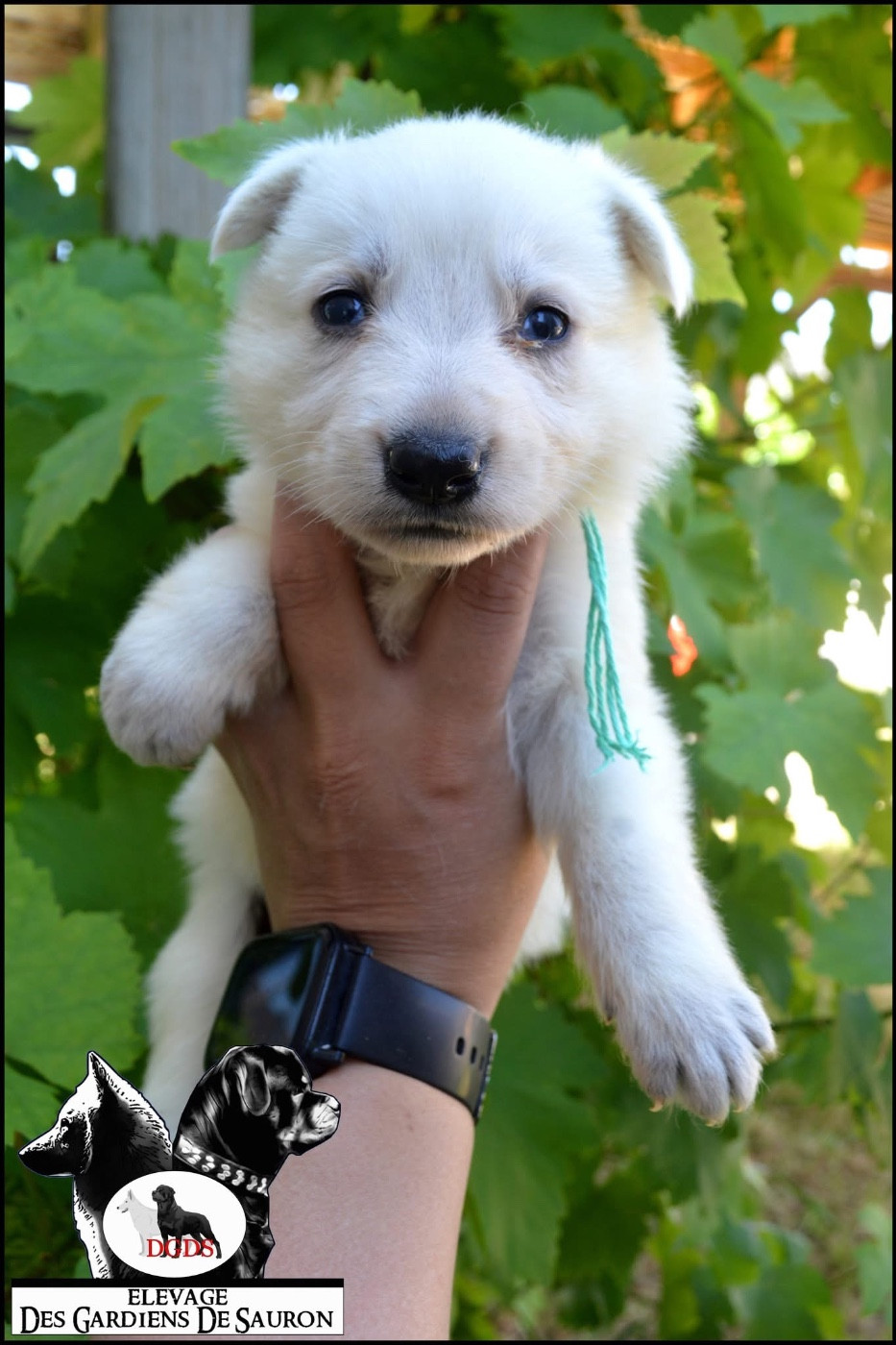 Des Gardiens De Sauron - Chiots disponibles - Berger Blanc Suisse