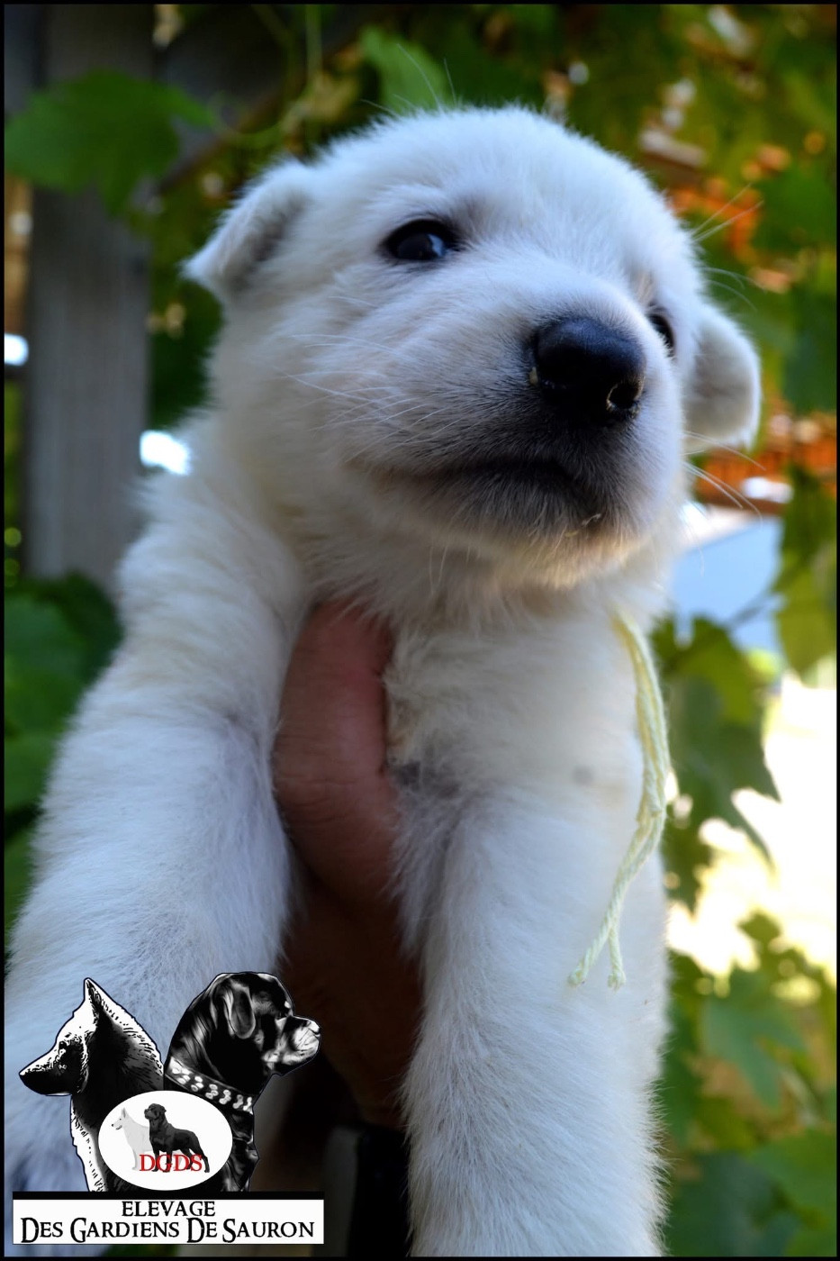 Des Gardiens De Sauron - Chiots disponibles - Berger Blanc Suisse