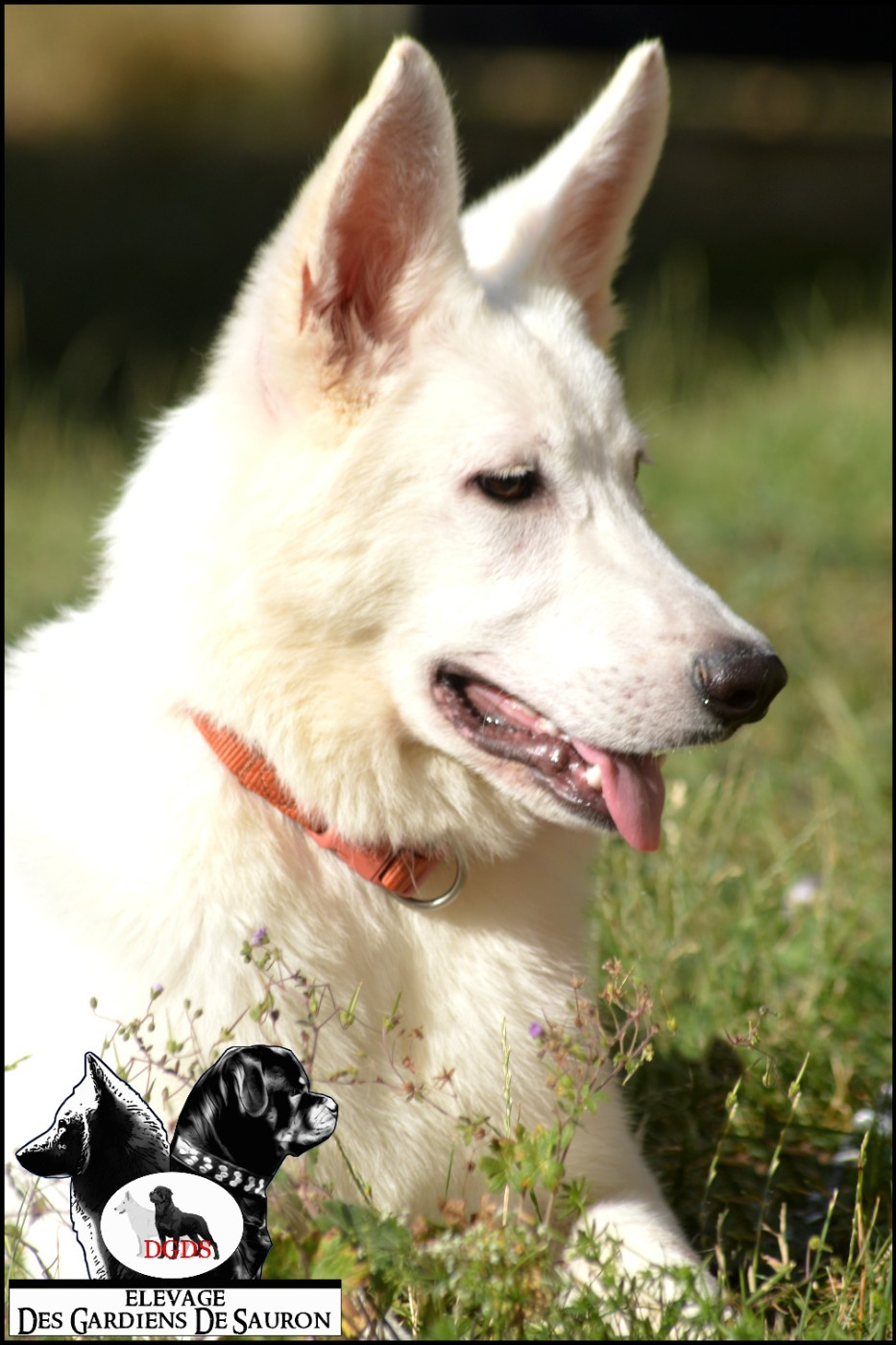 Des Gardiens De Sauron - Chiots disponibles - Berger Blanc Suisse