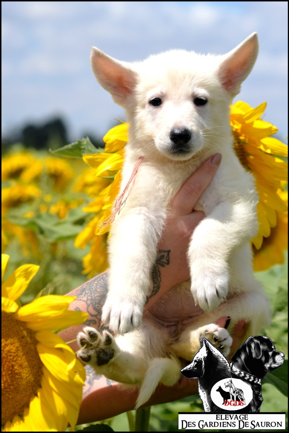Des Gardiens De Sauron - Chiots disponibles - Berger Blanc Suisse