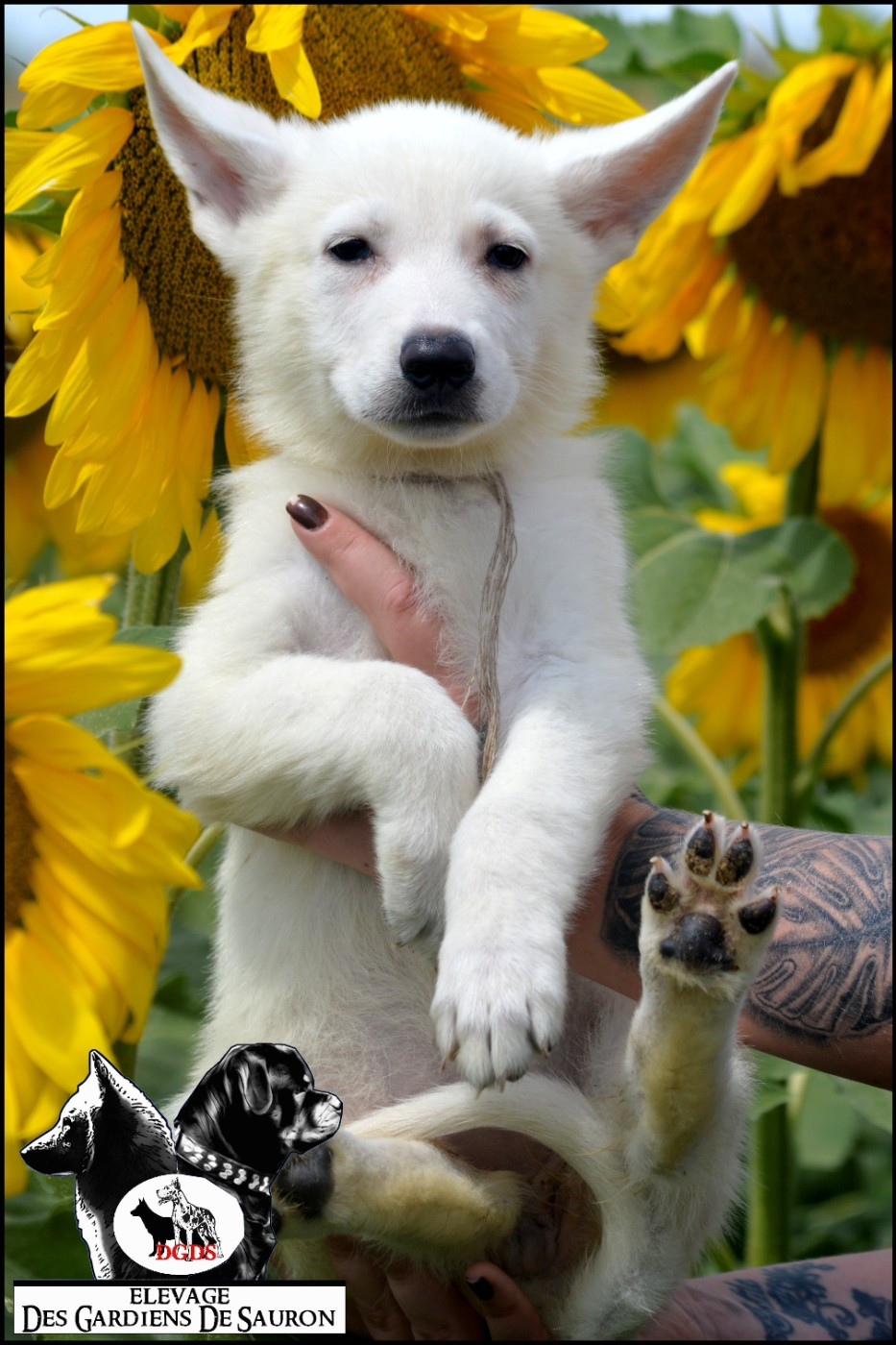 Des Gardiens De Sauron - Chiots disponibles - Berger Blanc Suisse