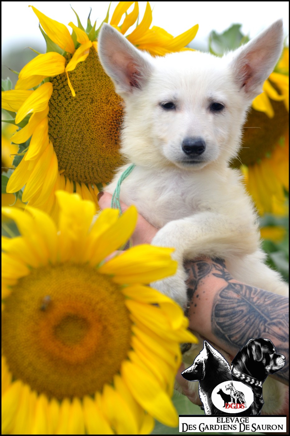 Des Gardiens De Sauron - Chiots disponibles - Berger Blanc Suisse