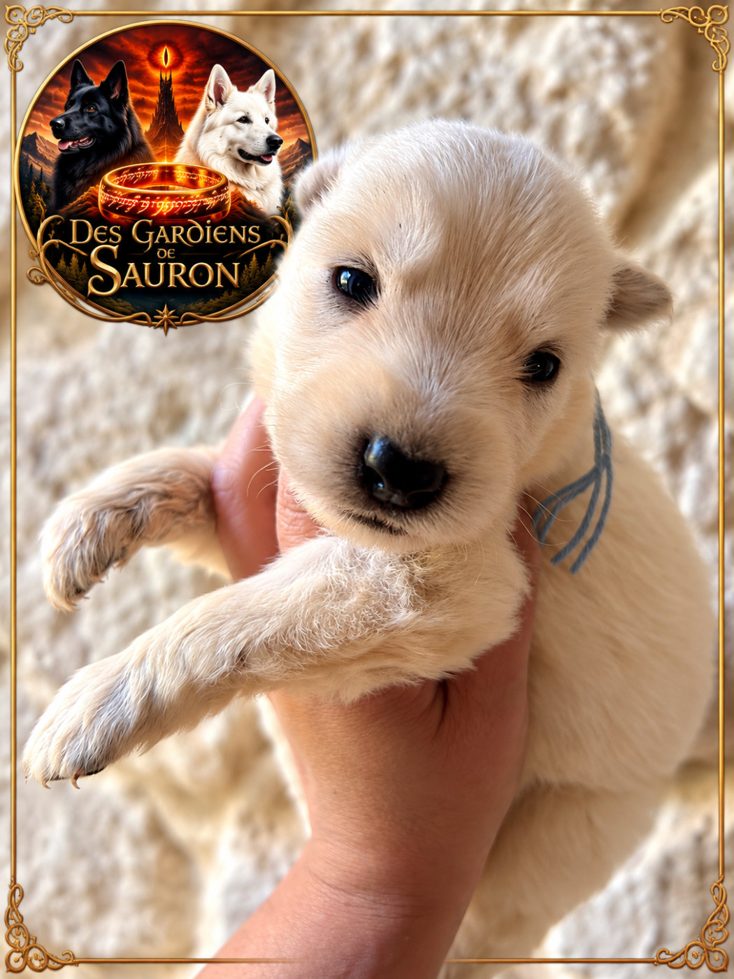 Des Gardiens De Sauron - Chiots disponibles - Berger Blanc Suisse
