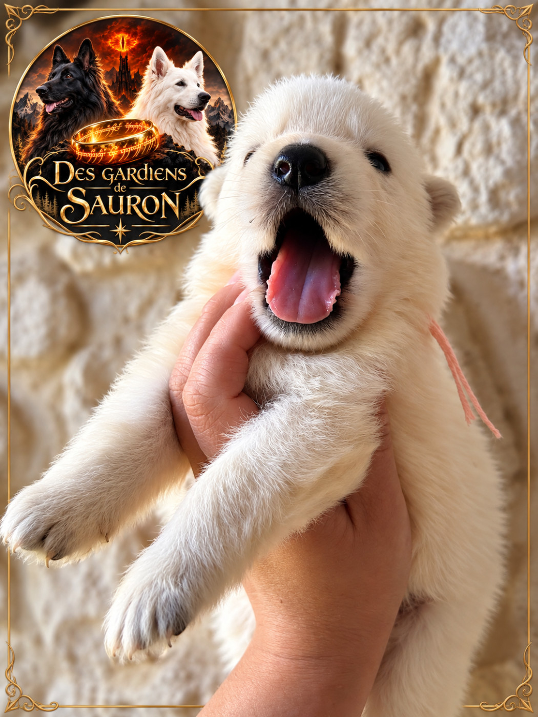 Des Gardiens De Sauron - Chiots disponibles - Berger Blanc Suisse