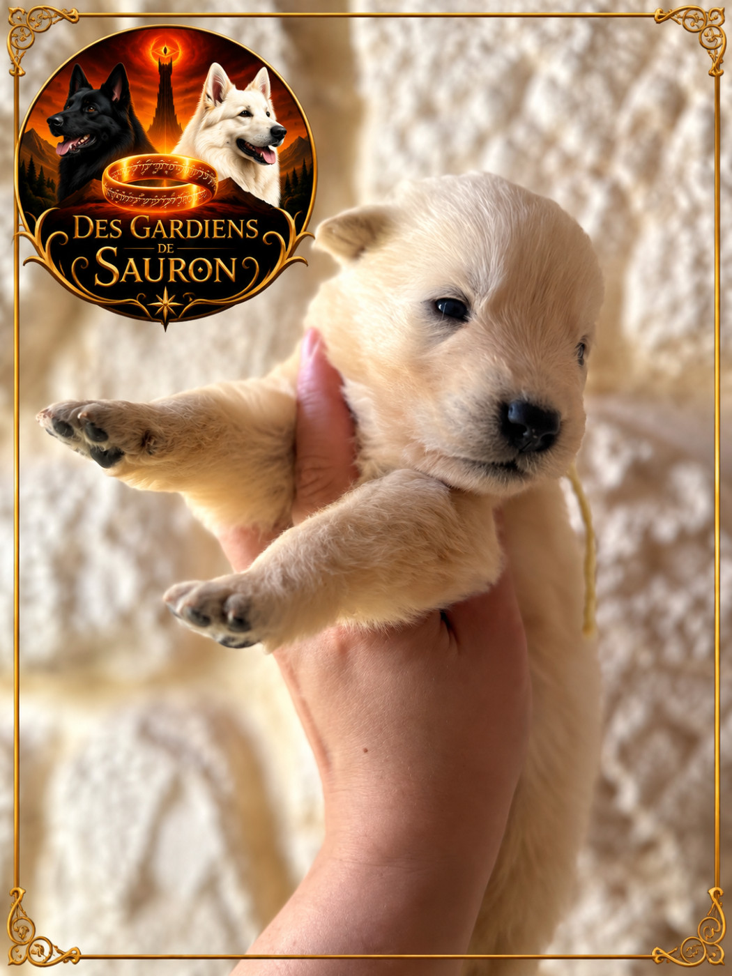 Des Gardiens De Sauron - Chiots disponibles - Berger Blanc Suisse