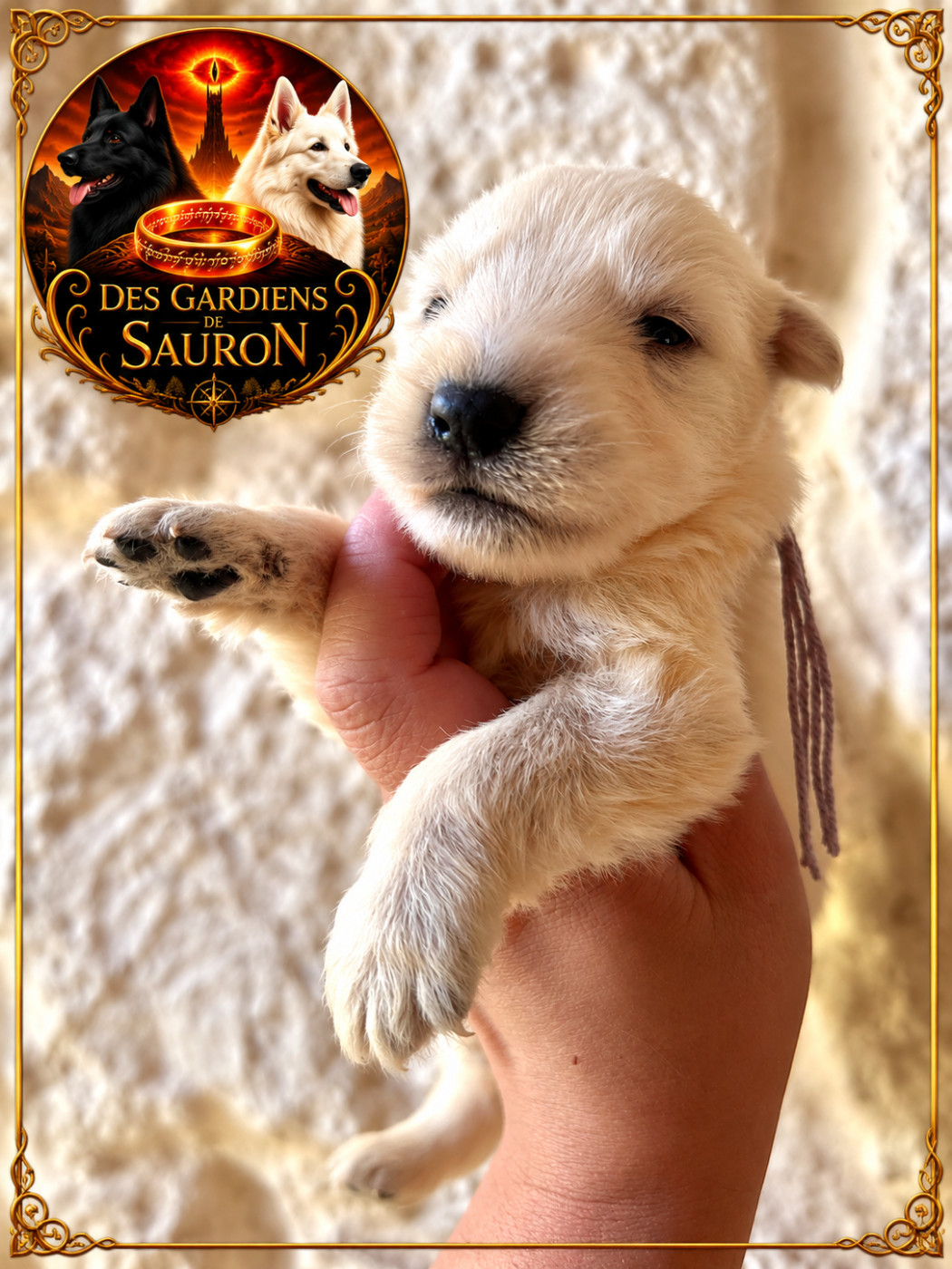 Des Gardiens De Sauron - Chiots disponibles - Berger Blanc Suisse