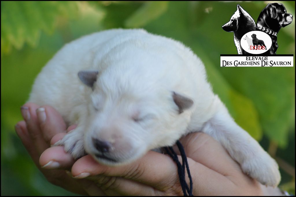 Des Gardiens De Sauron - Chiots disponibles - Berger Blanc Suisse