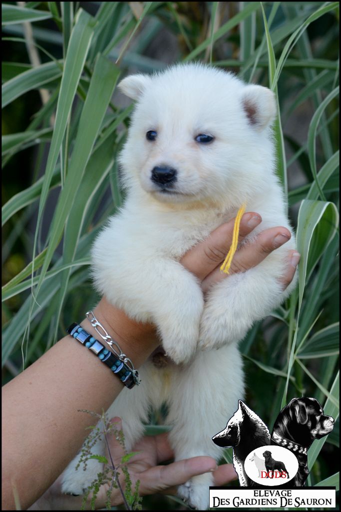 Des Gardiens De Sauron - Chiots disponibles - Berger Blanc Suisse