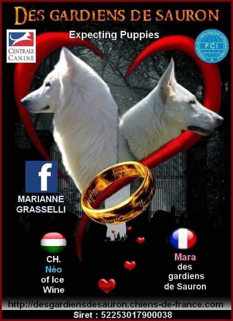 Des Gardiens De Sauron - Berger Blanc Suisse - Portée née le 10/04/2021