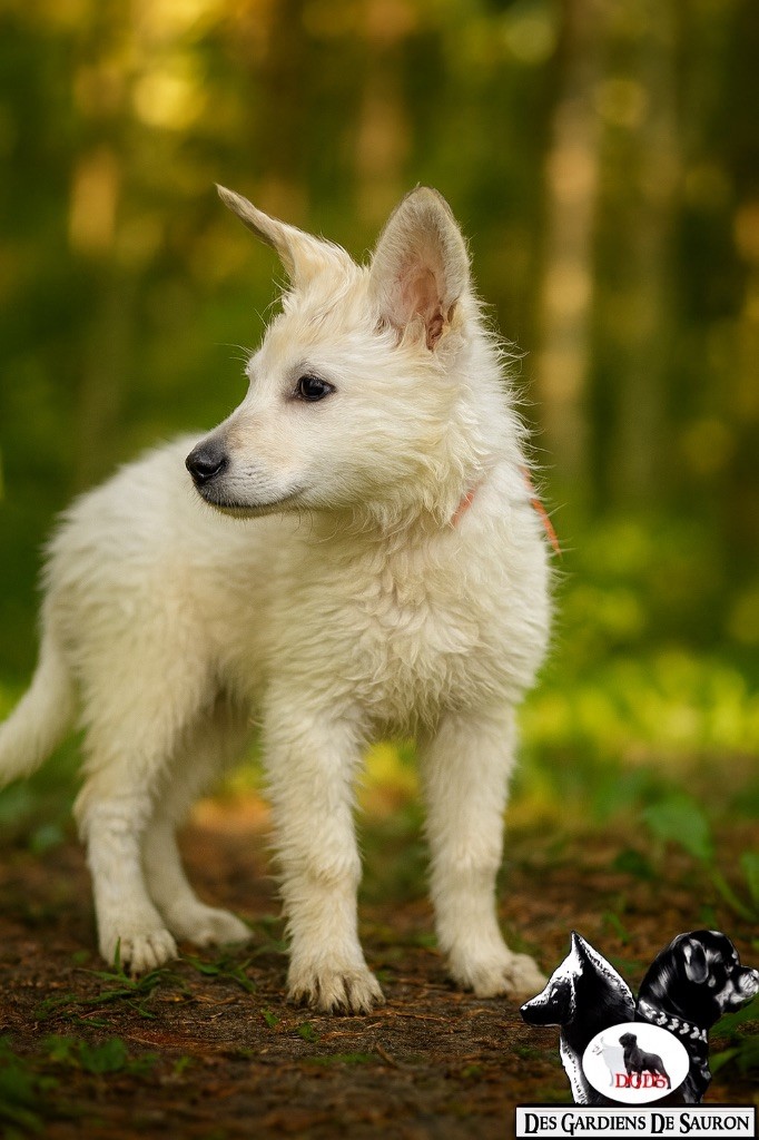 Des Gardiens De Sauron - Chiots disponibles - Berger Blanc Suisse