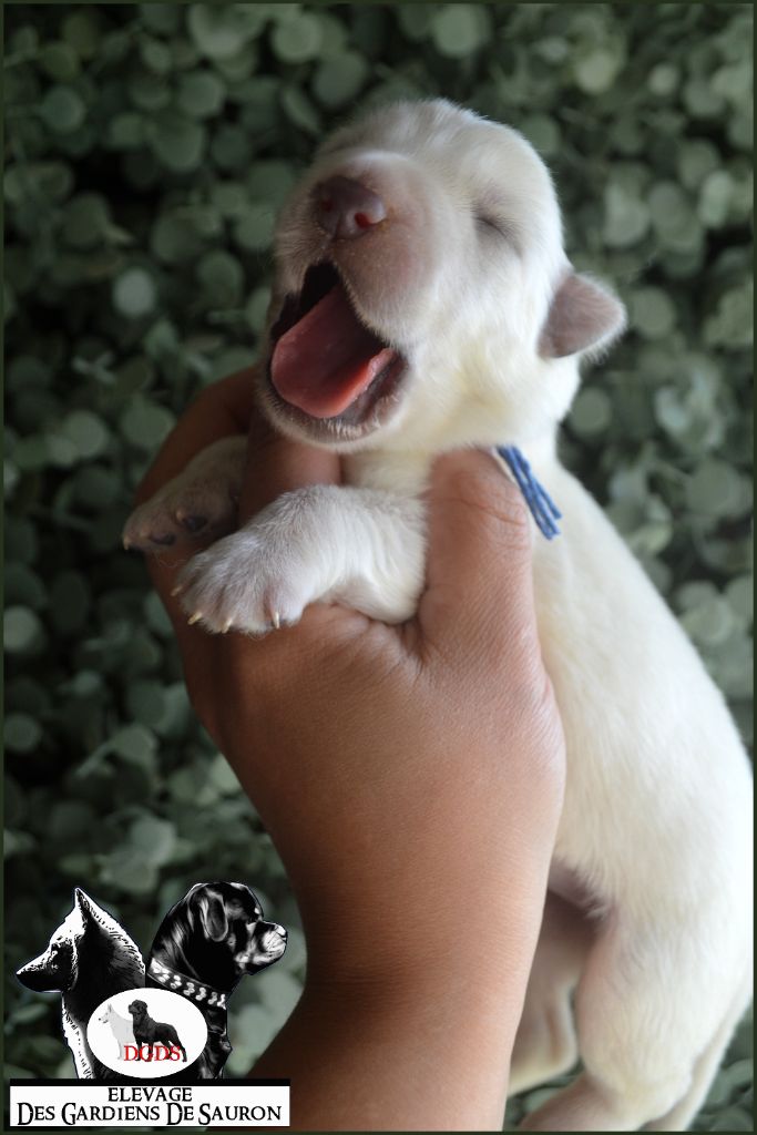 Des Gardiens De Sauron - Chiots disponibles - Berger Blanc Suisse