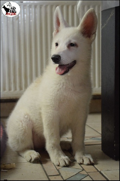 Des Gardiens De Sauron - Berger Blanc Suisse - Portée née le 18/12/2015