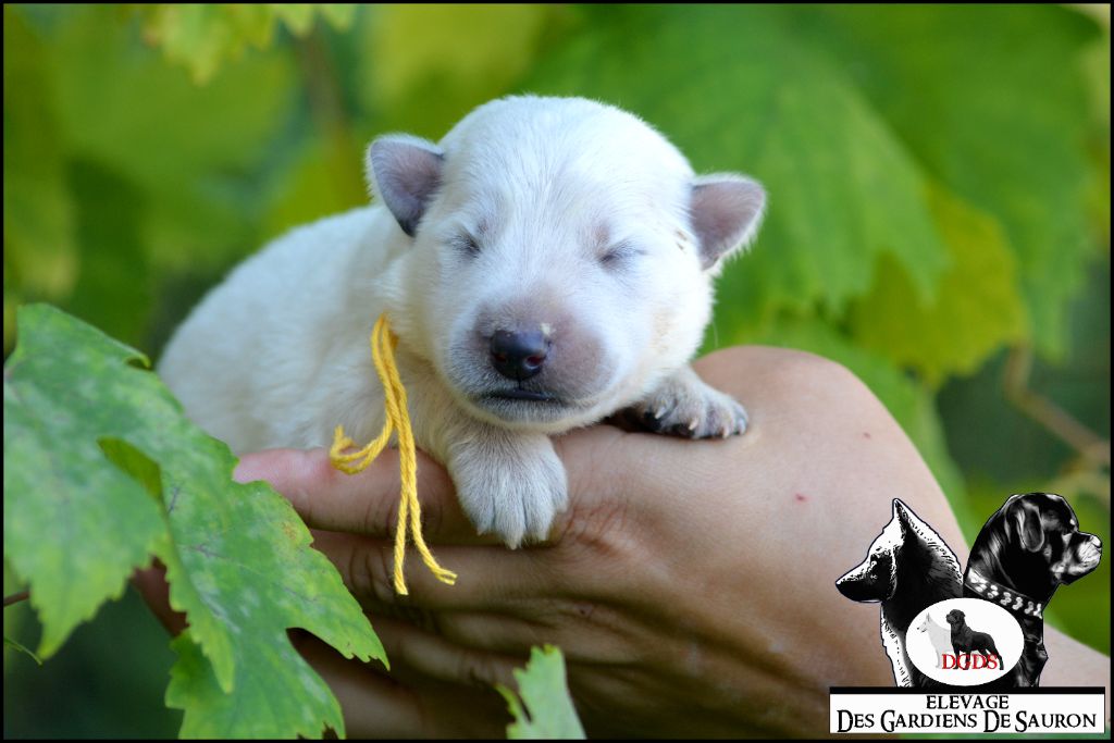 Des Gardiens De Sauron - Chiots disponibles - Berger Blanc Suisse