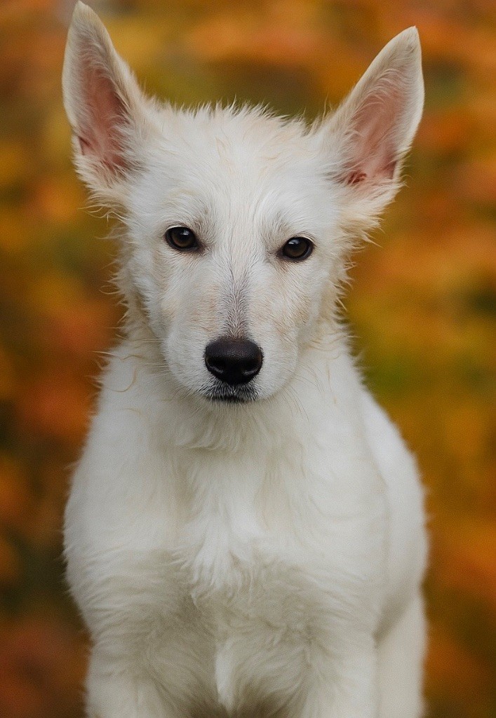Des Gardiens De Sauron - Chiots disponibles - Berger Blanc Suisse