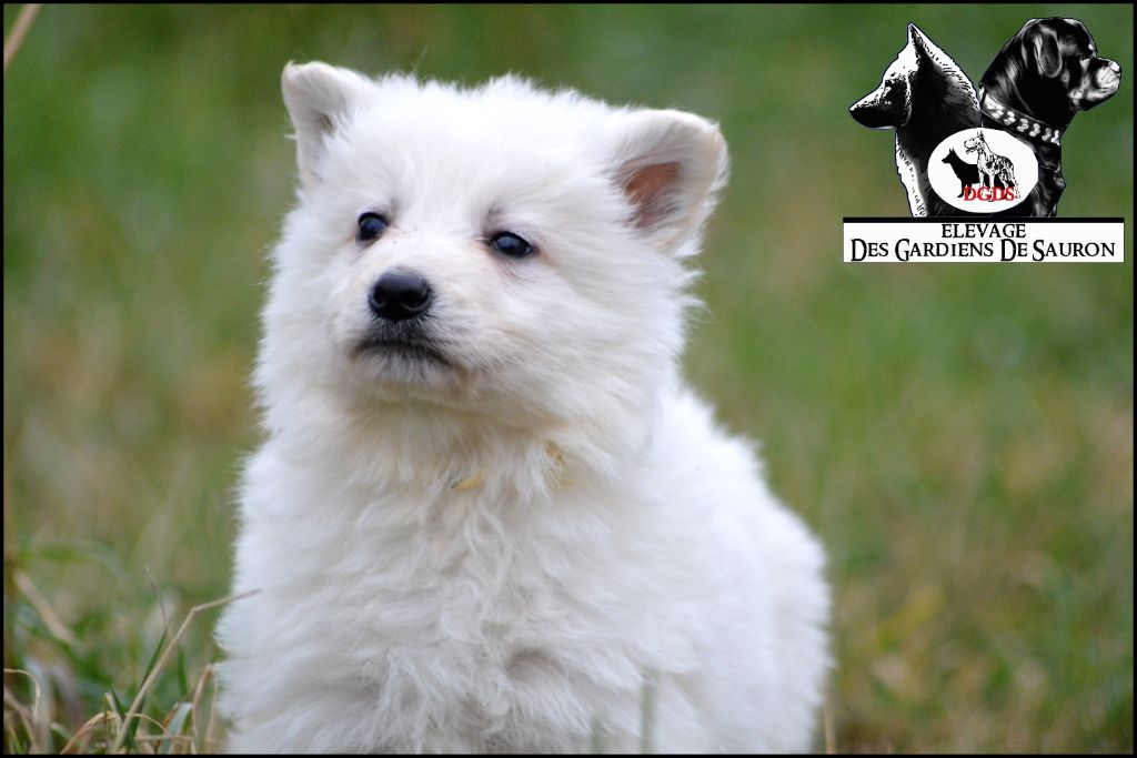 Des Gardiens De Sauron - Berger Blanc Suisse - Portée née le 20/12/2023