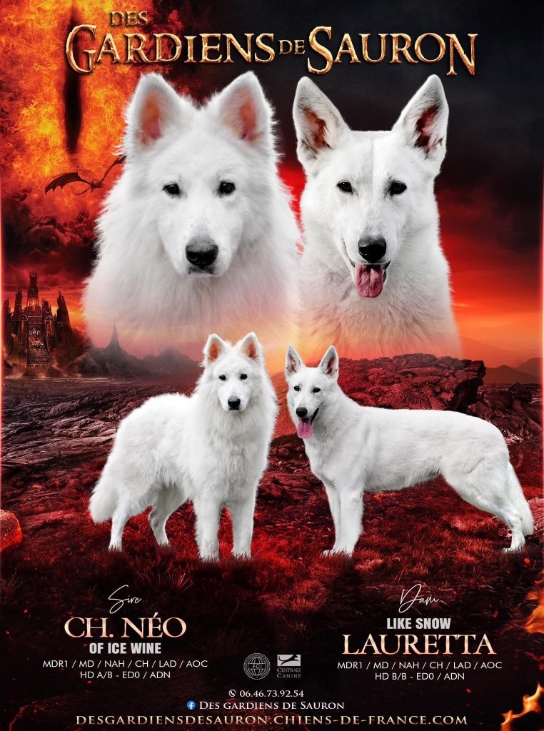 Des Gardiens De Sauron - Berger Blanc Suisse - Portée née le 01/08/2025