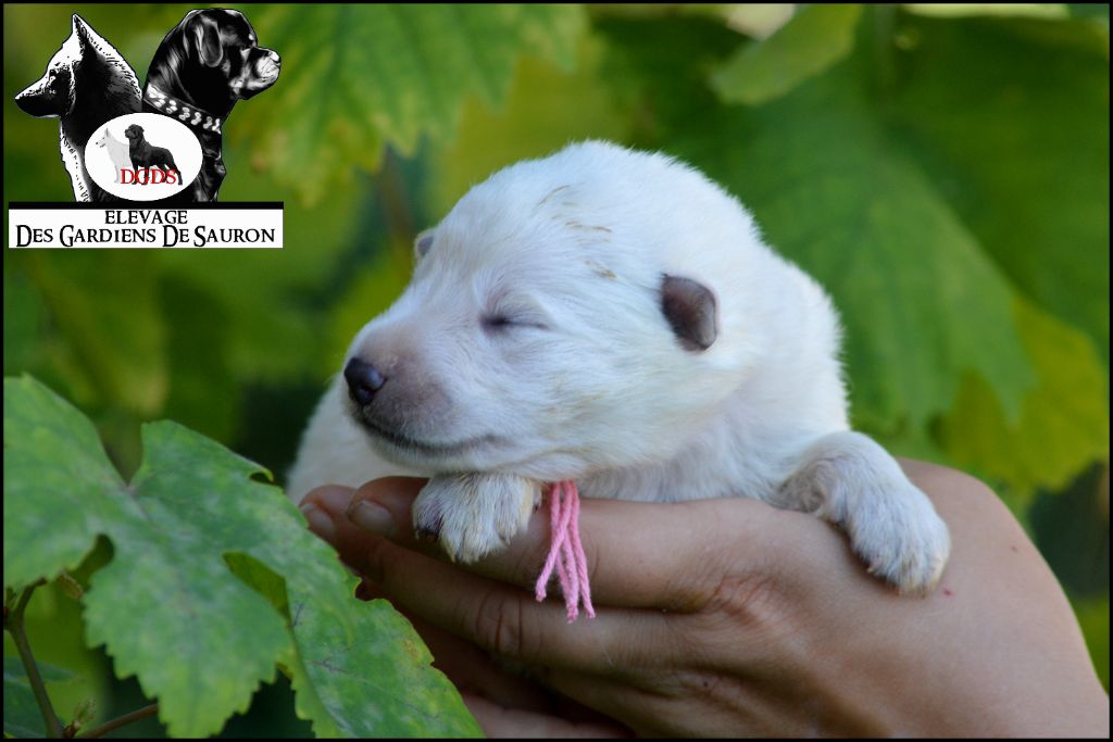 Des Gardiens De Sauron - Chiots disponibles - Berger Blanc Suisse