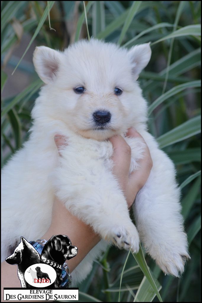Des Gardiens De Sauron - Chiots disponibles - Berger Blanc Suisse