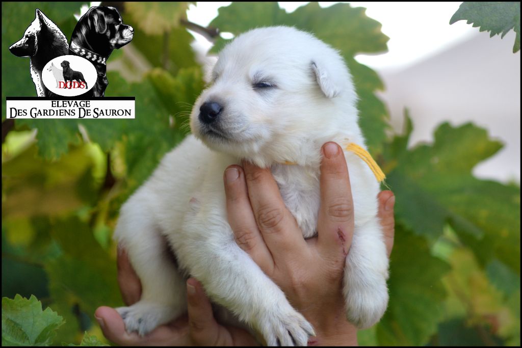 Des Gardiens De Sauron - Chiots disponibles - Berger Blanc Suisse