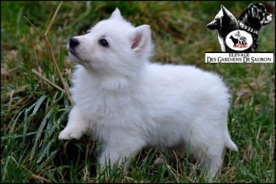 Aku des gardiens de Sauron