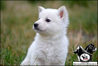 Altor des gardiens de Sauron