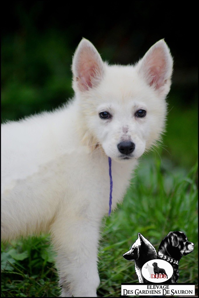 Des Gardiens De Sauron - Chiots disponibles - Berger Blanc Suisse