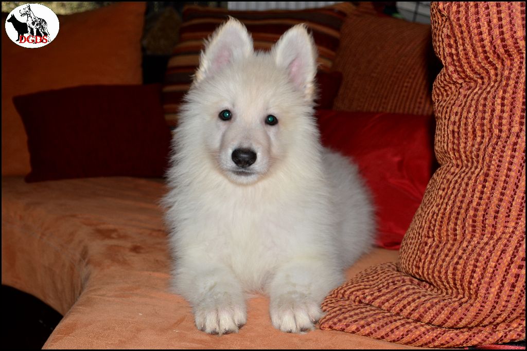 Des Gardiens De Sauron - Berger Blanc Suisse - Portée née le 11/10/2017