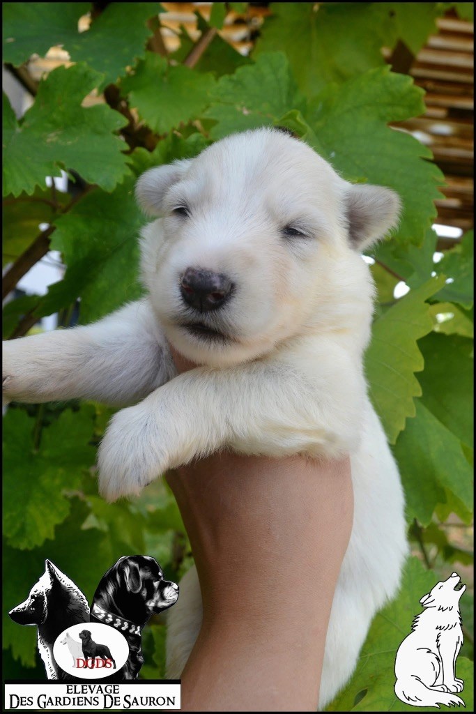 Des Gardiens De Sauron - Chiots disponibles - Berger Blanc Suisse
