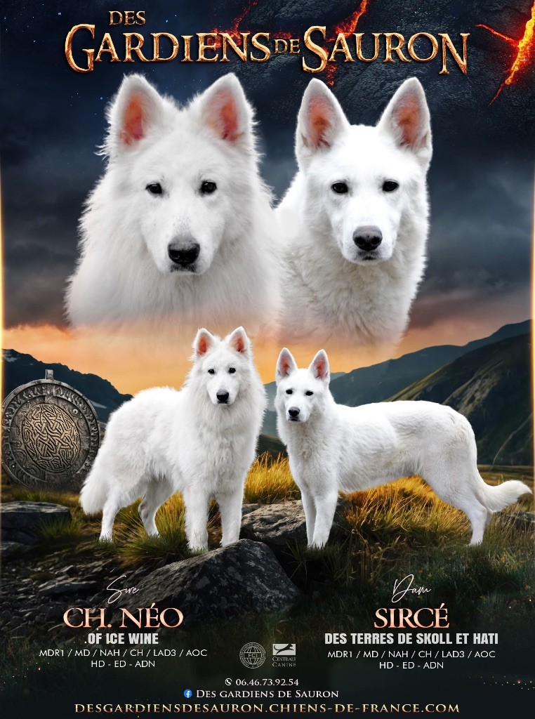 Chiot Berger Blanc Suisse Des Gardiens De Sauron