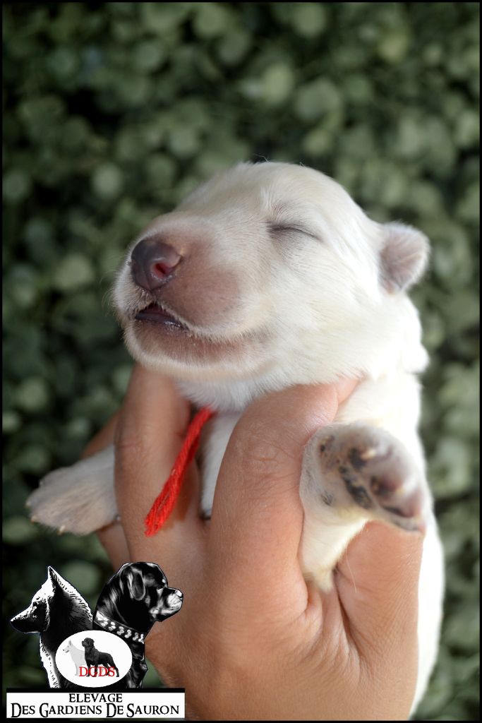 Des Gardiens De Sauron - Chiots disponibles - Berger Blanc Suisse