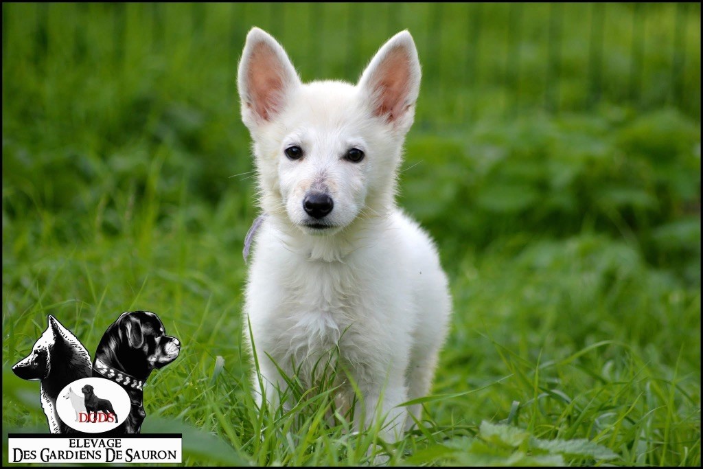Des Gardiens De Sauron - Chiots disponibles - Berger Blanc Suisse