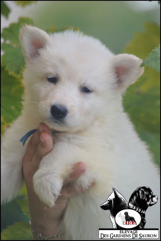 Des Gardiens De Sauron - Chiots disponibles - Berger Blanc Suisse