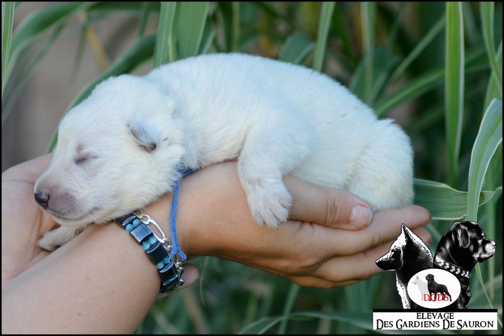 Des Gardiens De Sauron - Chiots disponibles - Berger Blanc Suisse