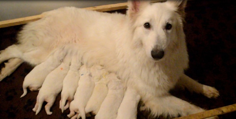 Des Gardiens De Sauron - Berger Blanc Suisse - Portée née le 18/02/2015