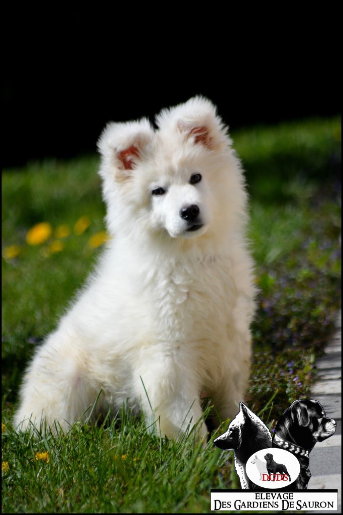 Des Gardiens De Sauron - Chiots disponibles - Berger Blanc Suisse