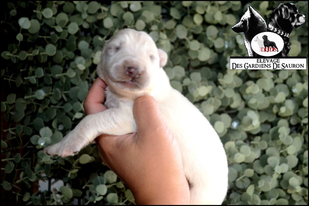 Des Gardiens De Sauron - Chiots disponibles - Berger Blanc Suisse