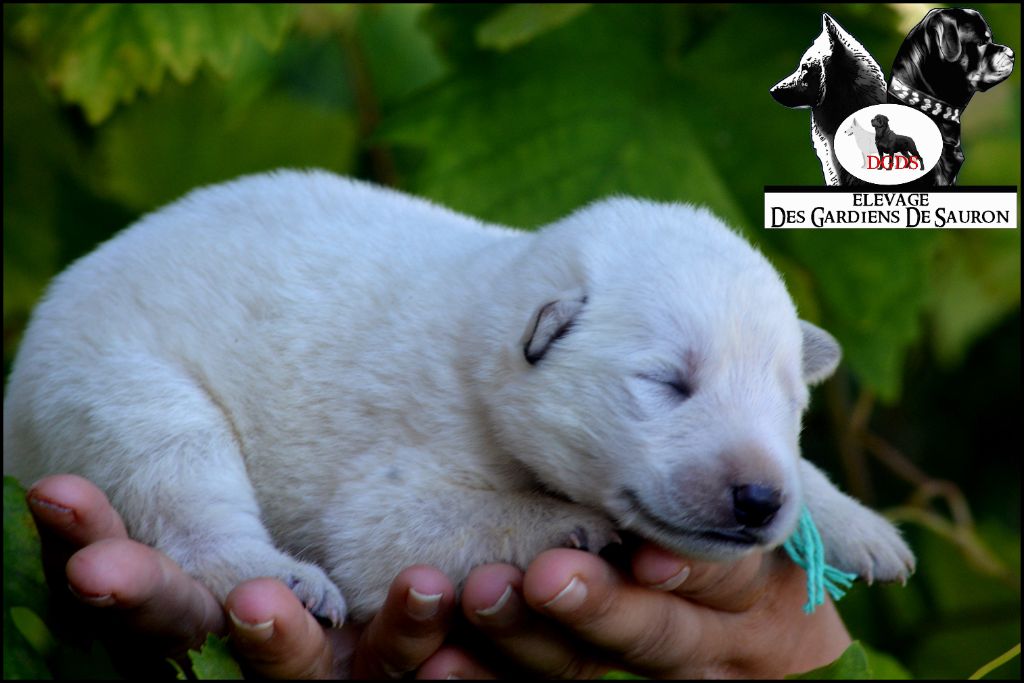 Des Gardiens De Sauron - Chiots disponibles - Berger Blanc Suisse