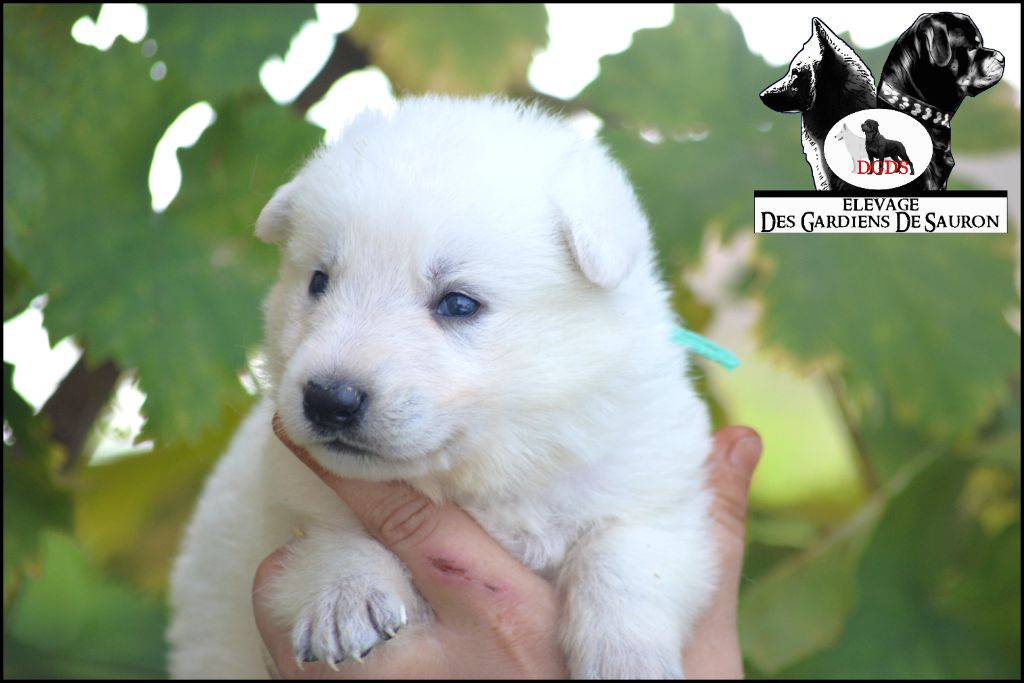 Des Gardiens De Sauron - Chiots disponibles - Berger Blanc Suisse
