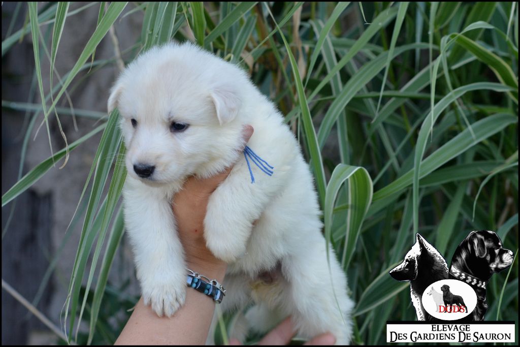 Des Gardiens De Sauron - Chiots disponibles - Berger Blanc Suisse