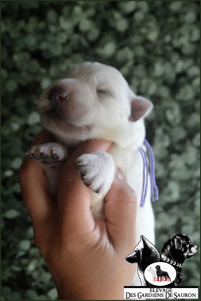 Des Gardiens De Sauron - Chiots disponibles - Berger Blanc Suisse